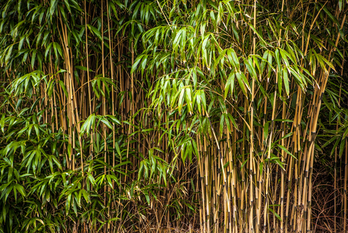 Pagar dari Bambu