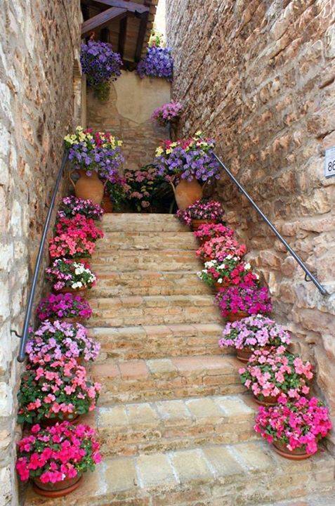 pot tanaman di setapak tangga