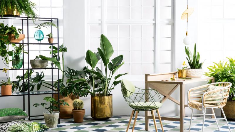 desain interior urban jungle dengan tanaman dalam ruangan