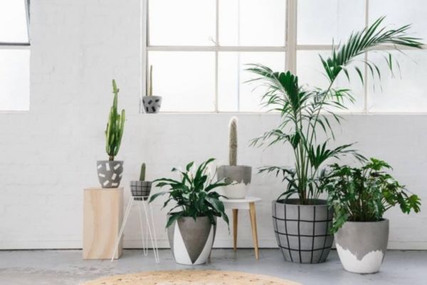 pot tanaman interior untuk desain rumah urban jungle