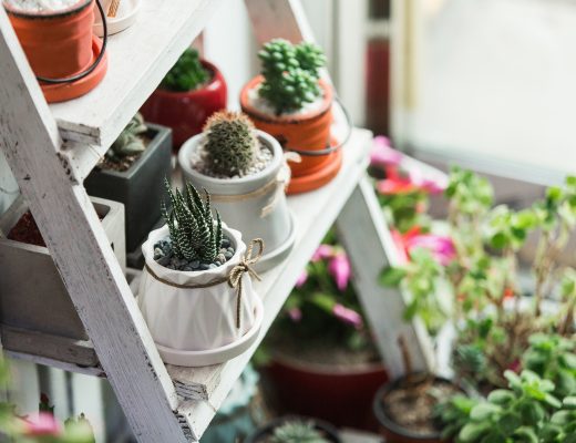 Ide Aktivitas di Rumah dengan Berkebun Indoor